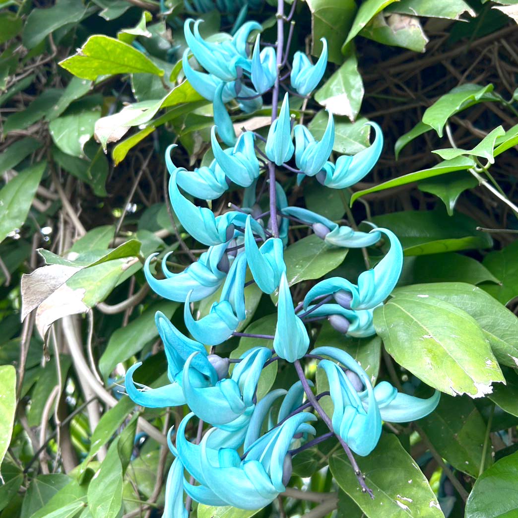 翡翠(ひすい)に似た花「ヒズイカズラ」